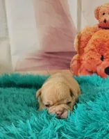 Saga 1, a male French Bulldog for sale in Newton, IL – Photo 2 of 3