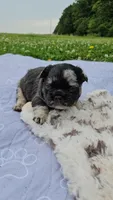 Mezzi 2, a male French Bulldog for sale in Newton, IL – 3 of 3