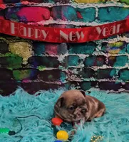 Jojo 4, a male French Bulldog for sale in Newton, IL – Photo 2 of 3