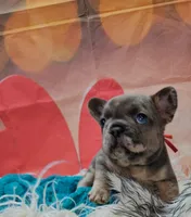 Jojo 4, a male French Bulldog for sale in Newton, IL – Photo 1 of 3