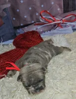 Jojo 4, a male French Bulldog for sale in Newton, IL – Photo 3 of 3