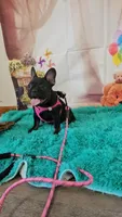 Gizmo 2, a female French Bulldog for sale in Newton, IL – 2 of 6