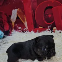 Gizmo 2, a female French Bulldog for sale in Newton, IL – Photo 3 of 4