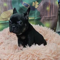 Gizmo 2, a female French Bulldog for sale in Newton, IL – Photo 1 of 4