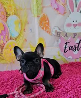 Gizmo 2, a female French Bulldog for sale in Newton, IL – Photo 4 of 4