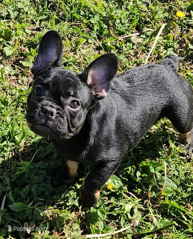 Gizmo 2 – French Bulldog puppy for sale in Newton, IL