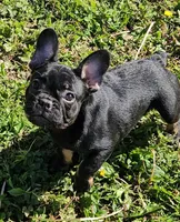 Gizmo 2, a female French Bulldog for sale in Newton, IL – 1 of 6