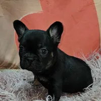 Gizmo 2, a female French Bulldog for sale in Newton, IL – Photo 2 of 4