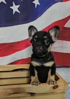 WB 1, a male French Bulldog for sale in Newton, IL – 1 of 9