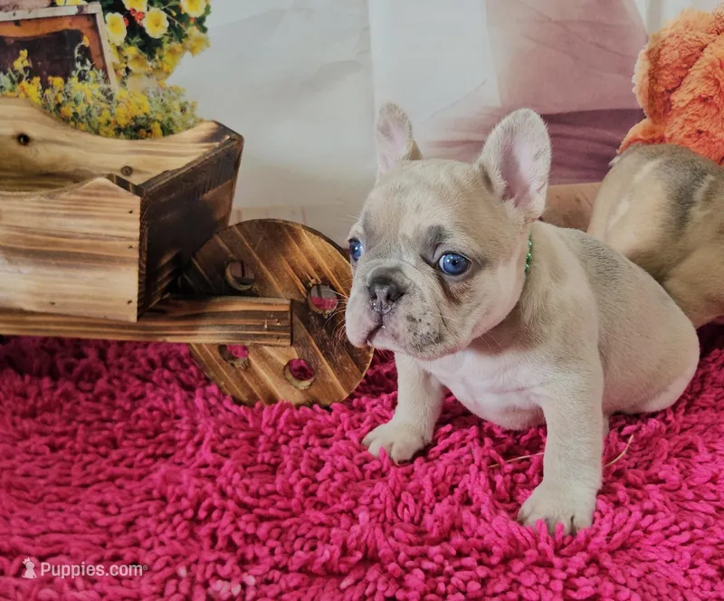 Rosie 2 – French Bulldog puppy for sale in Newton, IL