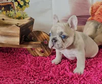 Rosie 2, a female French Bulldog for sale in Newton, IL – Photo 1 of 3