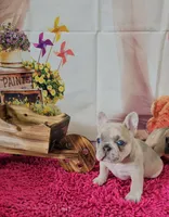 Rosie 2, a female French Bulldog for sale in Newton, IL – Photo 3 of 3