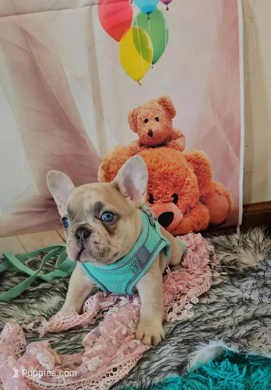 Rosie 2 – French Bulldog puppy for sale in Newton, IL