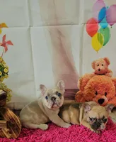 Rosie 2, a female French Bulldog for sale in Newton, IL – Photo 2 of 3