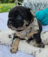 Mezzi 1, a male French Bulldog for sale in Newton, IL – 1 of 3