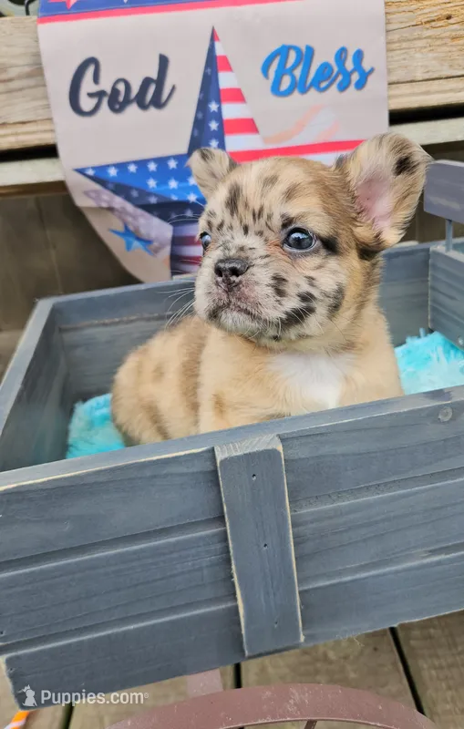 Mezzi 3 – French Bulldog puppy for sale in Newton, IL