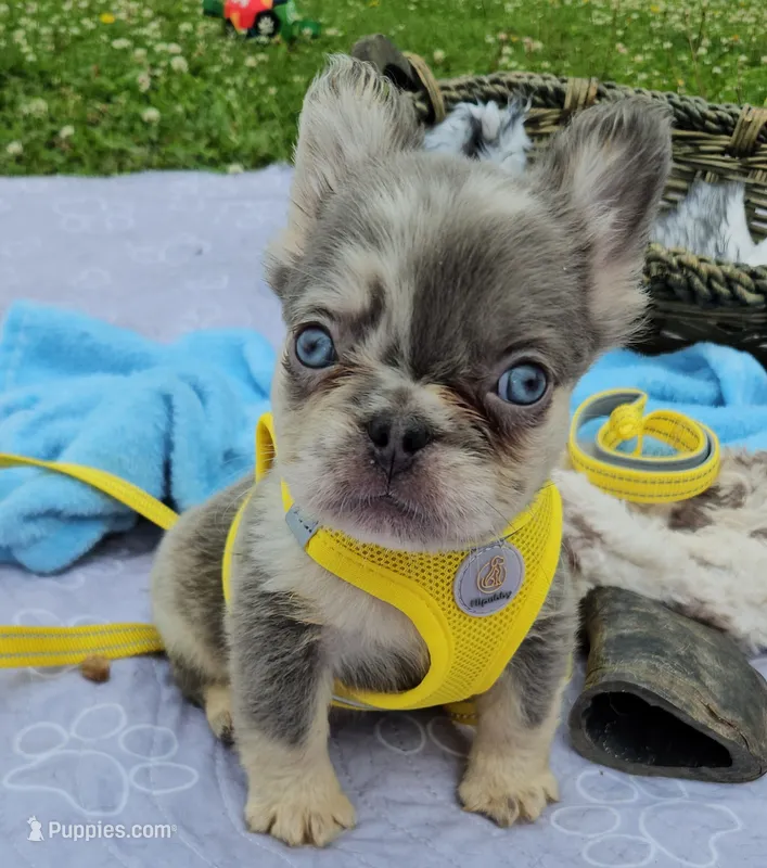 WB 2 – French Bulldog puppy for sale in Newton, IL