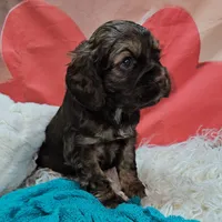 M1, a male Cocker Spaniel for sale in Newton, IL – Photo 3 of 3