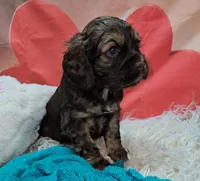 processed/cdc7b7b5-8adb-4ebf-962b-086c4ceb1d0c/listing/dc50fe49-0bdb-40e5-b6e5-fab70fb4ab6d/1ec4bafb-c788-4542-b9d6-db414fc6dd39