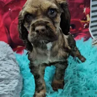 M1, a male Cocker Spaniel for sale in Newton, IL – Photo 1 of 3