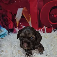 M1, a male Cocker Spaniel for sale in Newton, IL – Photo 2 of 3