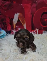 processed/cdc7b7b5-8adb-4ebf-962b-086c4ceb1d0c/listing/dc50fe49-0bdb-40e5-b6e5-fab70fb4ab6d/e5adfb99-ffd7-4a64-92ca-5d9f7a3e6071