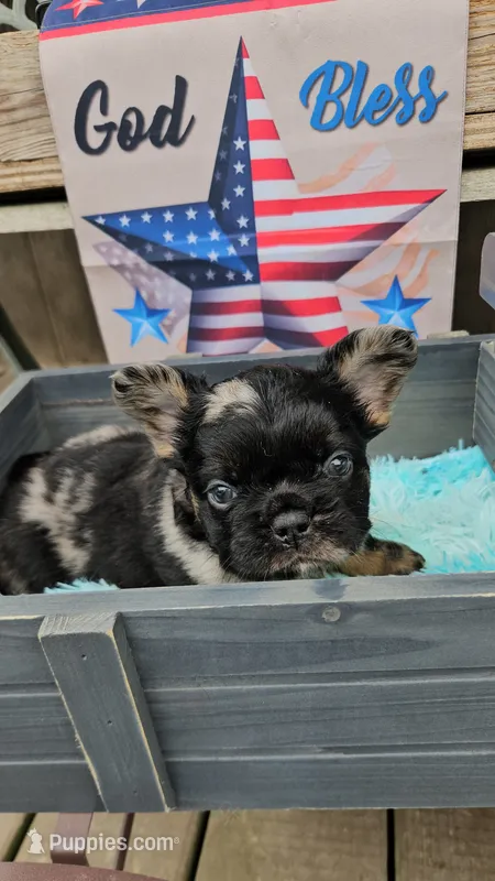 Mezzi 1 – French Bulldog puppy for sale in Newton, IL