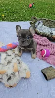 WB 6, a female French Bulldog for sale in Newton, IL – 2 of 6