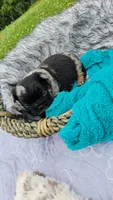 Mezzi 1, a male French Bulldog for sale in Newton, IL – 3 of 3