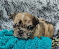 Mezzi 3, a male French Bulldog for sale in Newton, IL – 1 of 3
