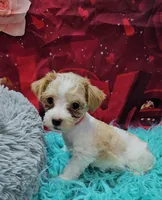 Stella 4, a male Yorkshire Terrier for sale in Newton, IL – Photo 1 of 3