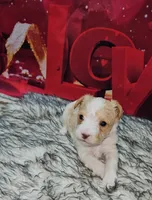 Stella 4, a male Yorkshire Terrier for sale in Newton, IL – Photo 3 of 3