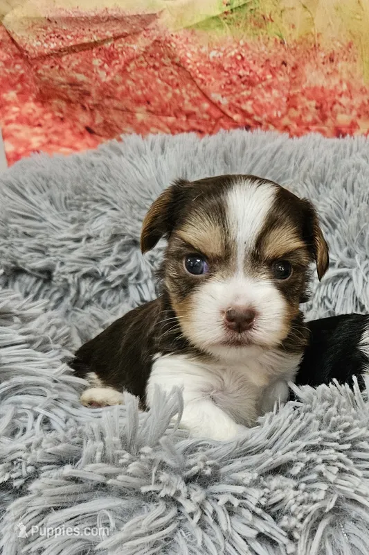 Stella 1 – Yorkshire Terrier puppy for sale in Newton, IL