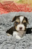 Stella 1, a male Yorkshire Terrier for sale in Newton, IL – 1 of 1