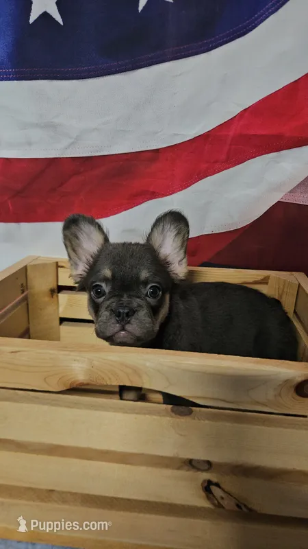 WB 6 – French Bulldog puppy for sale in Newton, IL