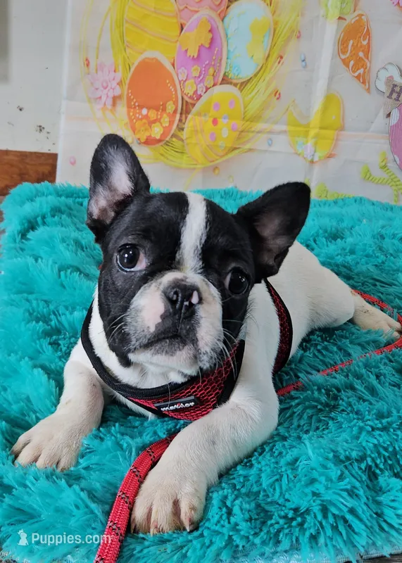 YJ 1 – French Bulldog puppy for sale in Newton, IL