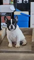 YJ 1, a male French Bulldog for sale in Newton, IL – Photo 2 of 8