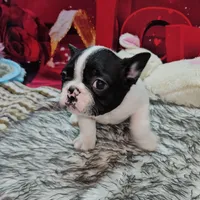 YJ 1, a male French Bulldog for sale in Newton, IL – Photo 5 of 8