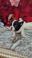 YJ 1, a male French Bulldog for sale in Newton, IL – Photo 1 of 4