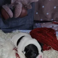 YJ 1, a male French Bulldog for sale in Newton, IL – Photo 8 of 8