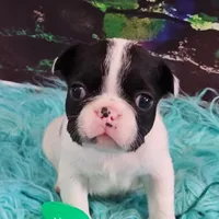 YJ 1, a male French Bulldog for sale in Newton, IL – Photo 7 of 8