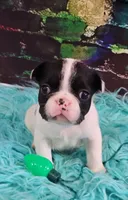 YJ 1, a male French Bulldog for sale in Newton, IL – Photo 3 of 4