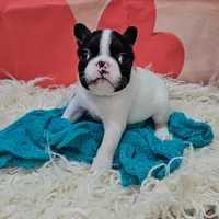 YJ 1, a male French Bulldog for sale in Newton, IL – Photo 6 of 8