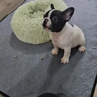 YJ 1, a male French Bulldog for sale in Newton, IL – Photo 4 of 8