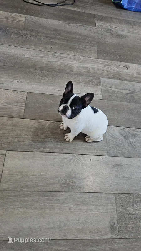 YJ 1 – French Bulldog puppy for sale in Newton, IL