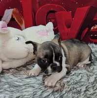 YJ 4, a female French Bulldog for sale in Newton, IL – Photo 1 of 4