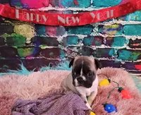 YJ 4, a female French Bulldog for sale in Newton, IL – Photo 3 of 4
