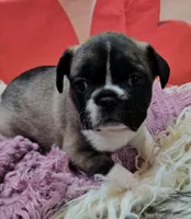 YJ 4, a female French Bulldog for sale in Newton, IL – Photo 2 of 4