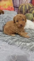Tessa 2, a male Poodle - Toy  for sale in Newton, IL – 1 of 1