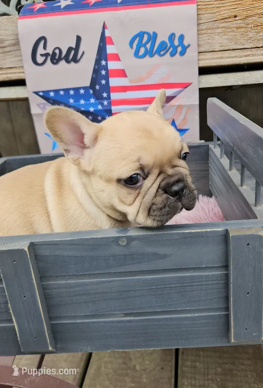 Kieko 2 – French Bulldog puppy for sale in Newton, IL